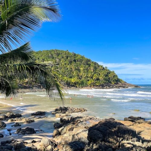 tall-palm-trees-beaches-itacare-bahia-4-beaches-trail_361869-1758